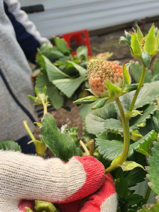 꼬맹님의 딸기 · 병해충상담 작성글 사진