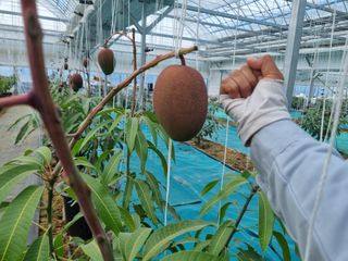 청주애플망고농장님의 자유주제 · 사진전 작성글 사진