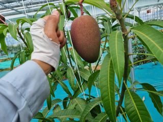 청주애플망고농장님의 자유주제 · 사진전 작성글 사진