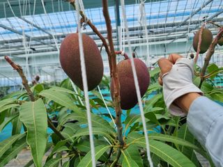 청주애플망고농장님의 자유주제 · 사진전 작성글 사진