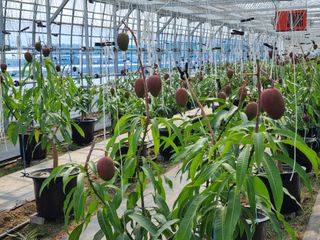 청주애플망고농장님의 자유주제 · 사진전 작성글 사진