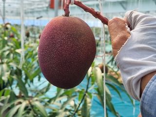 청주애플망고농장님의 자유주제 · 사진전 작성글 사진