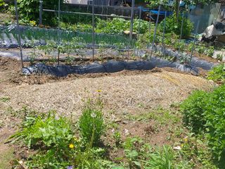 소농부인님의 자유주제 · 자유게시판 작성글 사진