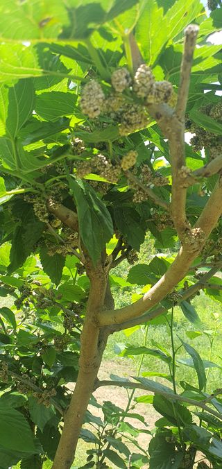 오세열님의 기타작물 · 병해충상담 작성글 사진