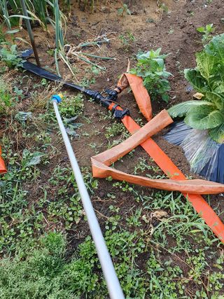 김종은님의 배추 · 일상 작성글 사진