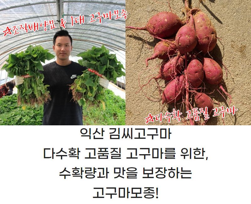 김동수님의 장터 판매 상품 [❗️가격인하❗️익산 1대 꿀고구마모종 10단 🌱🍠👍] 첨부 사진