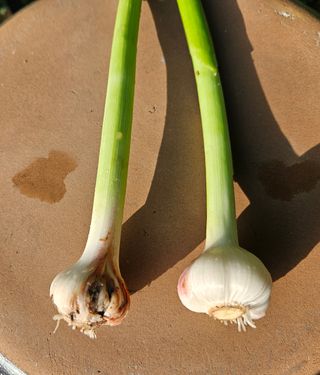 신강우님의 마늘 · 병해충상담 작성글 사진