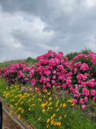 알 수 없음님의 장터이야기 · 자유게시판 작성글 사진