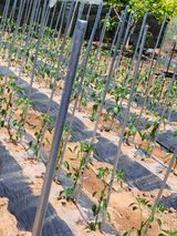 팜모닝 고추·일상 게시글 이미지