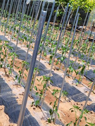 문정남님의 고추 · 일상 작성글 사진