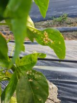 팜모닝 고추·병해충상담 게시글 이미지