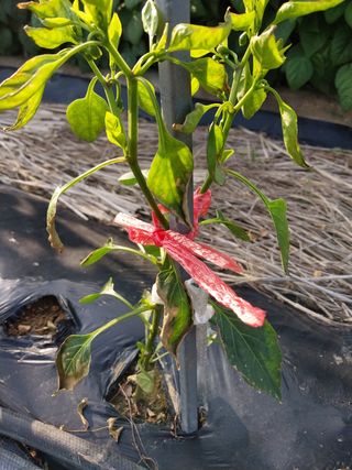 5월출석왕이레요님의 고추 · 병해충상담 작성글 사진