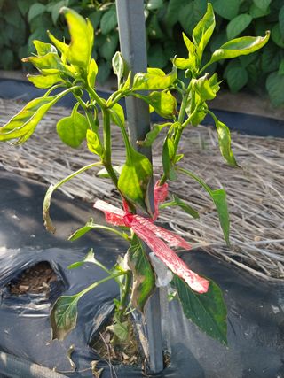 5월출석왕이레요님의 고추 · 병해충상담 작성글 사진