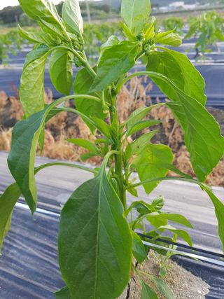 암초님의 고추 · 파종•정식 작성글 사진