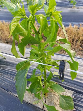 암초님의 고추 · 파종•정식 작성글 사진