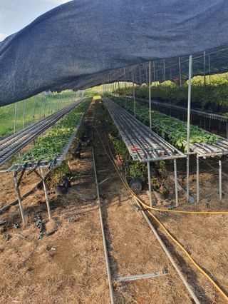 박현주님의 딸기 · 일상 작성글 사진