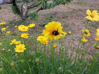 금동이네님의 복숭아 · 자유게시판 작성글 사진