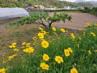 금동이네님의 복숭아 · 자유게시판 작성글 사진