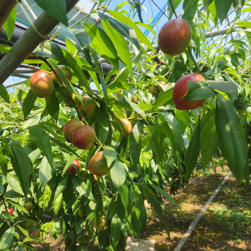 프룻하늬님의 장터 판매 상품 [천도복숭아, 딱딱이 복숭아 판매합니다.] 첨부 사진