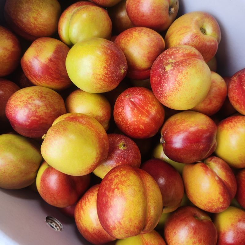 프룻하늬님의 장터 판매 상품 [천도복숭아, 딱딱이 복숭아 판매합니다.] 첨부 사진