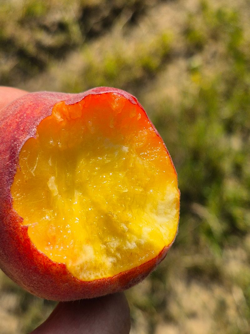 프룻하늬님의 장터 판매 상품 [천도복숭아, 딱딱이 복숭아 판매합니다.] 첨부 사진