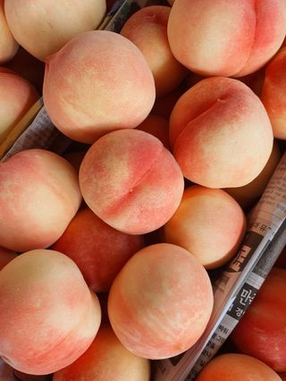 프룻하늬님의 작성글 사진