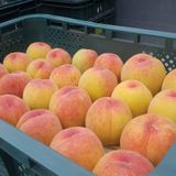 팜모닝 · 게시글 이미지