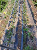 팜모닝 복숭아·자유게시판 게시글 이미지