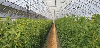 전원수님의 토마토 · 수확 작성글 사진