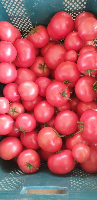 전원수님의 토마토 · 수확 작성글 사진