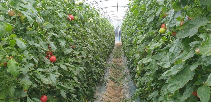 전원수님의 장터 판매 상품 [완숙토마토수확종료] 첨부 사진