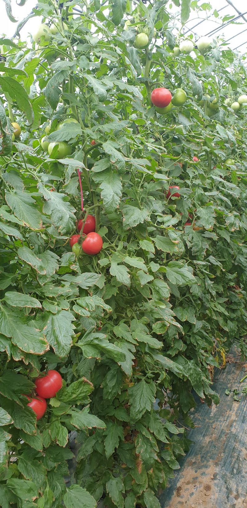 전원수님의 장터 판매 상품 [완숙토마토수확종료] 첨부 사진