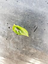 팜모닝 고추·병해충상담 게시글 이미지