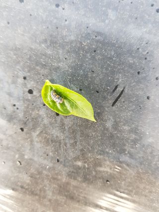 암초님의 고추 · 병해충상담 작성글 사진