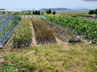 박정희님의 마늘 · 병해충상담 작성글 사진