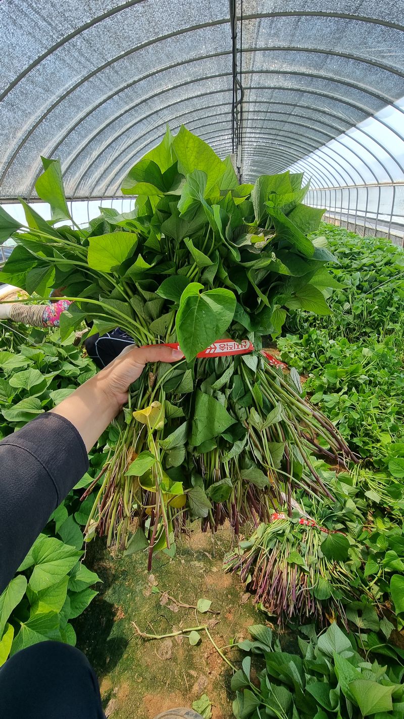 장터 상품 [❗️가격인하❗️1대 꿀고구마모종 10단 🍠🌱👍] 썸네일