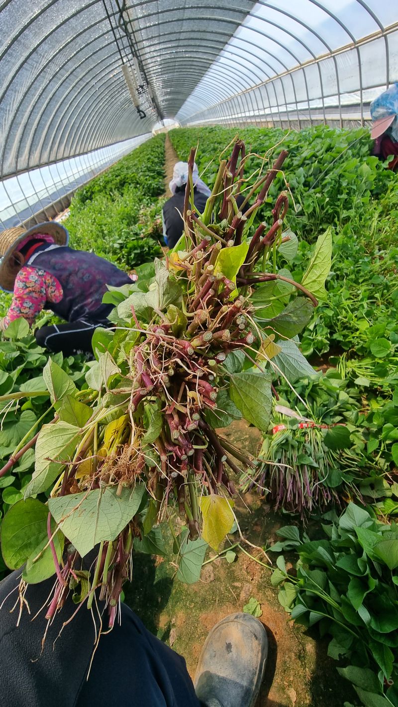 김동수님의 장터 판매 상품 [❗️가격인하❗️1대 꿀고구마모종 10단 🍠🌱👍] 첨부 사진