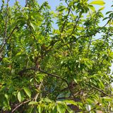 팜모닝 기타작물·병해충상담 게시글 이미지