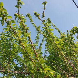 양홍주님의 기타작물 · 병해충상담 작성글 사진