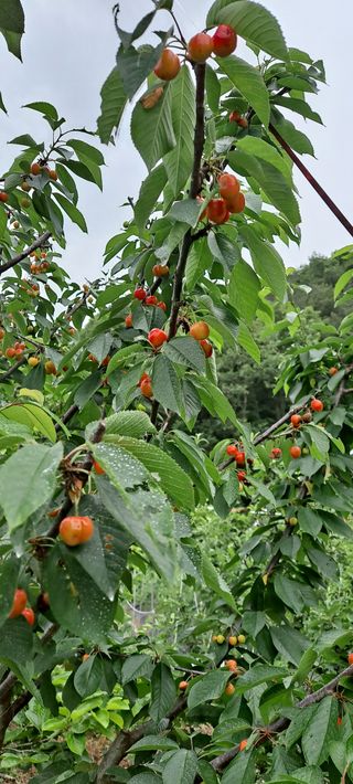 장준재님의 기타작물 · 자유게시판 작성글 사진