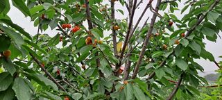 장준재님의 기타작물 · 자유게시판 작성글 사진