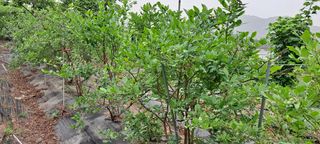 장준재님의 블루베리 · 자유게시판 작성글 사진