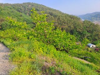 시골농부님의 감 · 병해충상담 작성글 사진