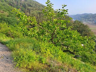 시골농부님의 감 · 병해충상담 작성글 사진