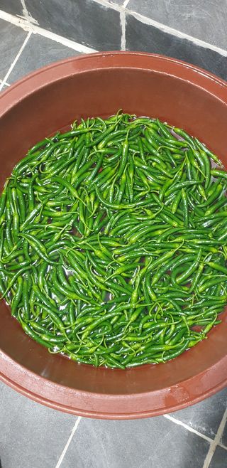 송미경님의 고추 · 지주설치•유인•성장 작성글 사진