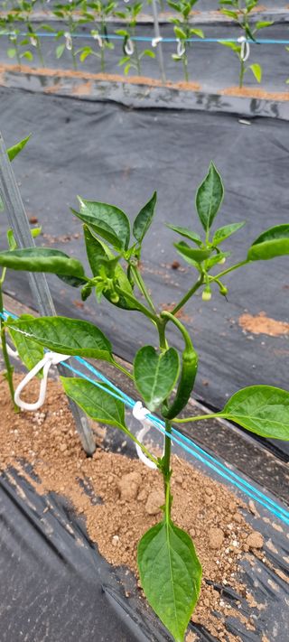 송미경님의 고추 · 지주설치•유인•성장 작성글 사진