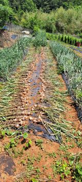 팜모닝 자유주제·자유게시판 게시글 이미지