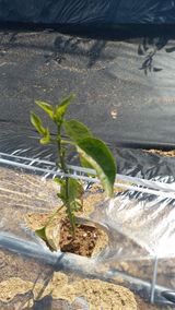 팜모닝 고추·병해충상담 게시글 이미지