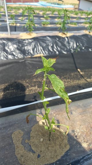 유건상님의 고추 · 병해충상담 작성글 사진