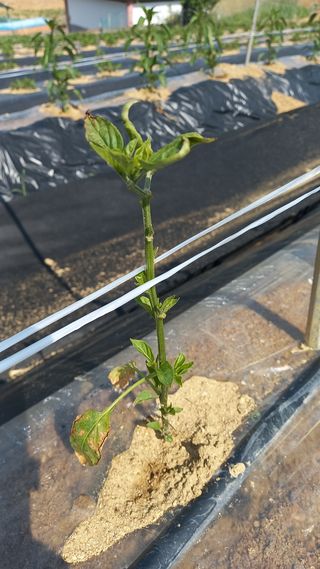 유건상님의 고추 · 병해충상담 작성글 사진